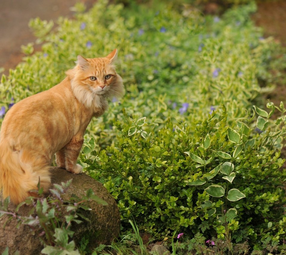 Обои цветы, трава, кот, кошка, камень, рыжий, flowers, grass, cat, stone, red разрешение 1920x1200 Загрузить