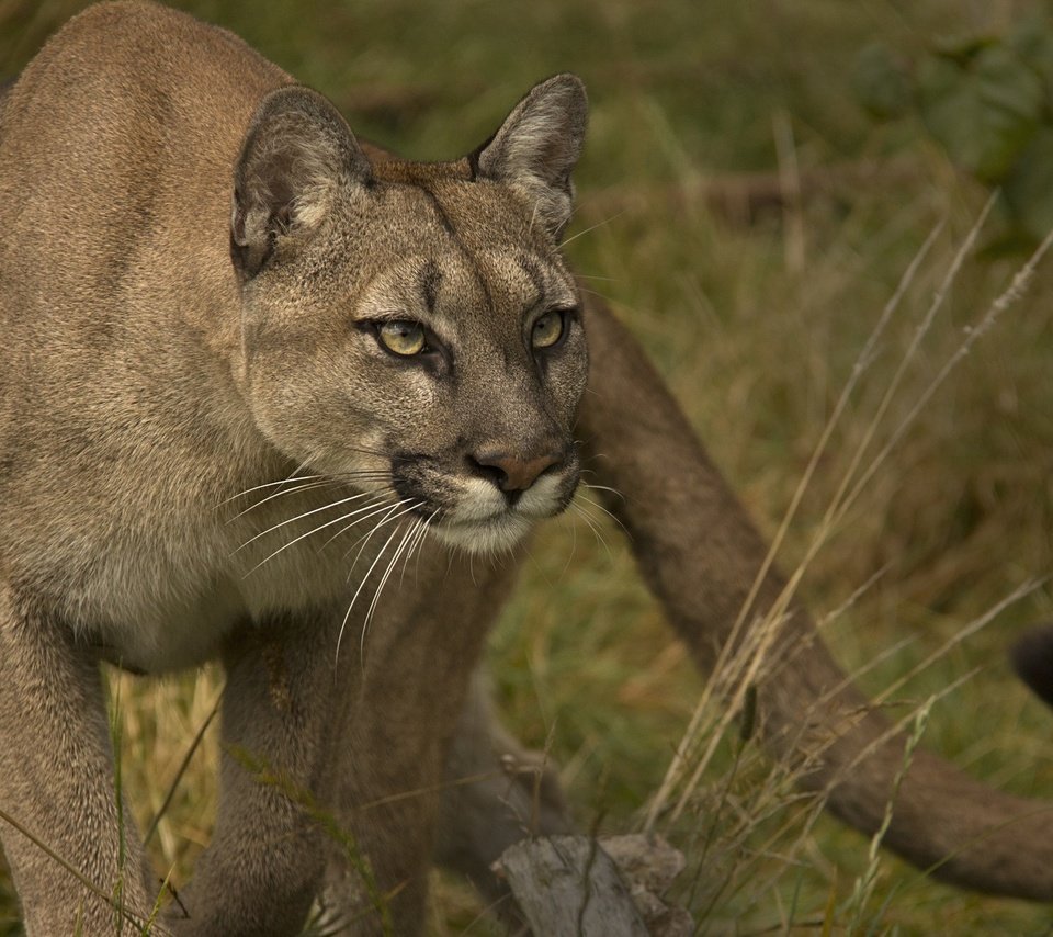 Обои взгляд, хищник, пума, дикая кошка, горный лев, кугуар, look, predator, puma, wild cat, mountain lion, cougar разрешение 2048x1375 Загрузить