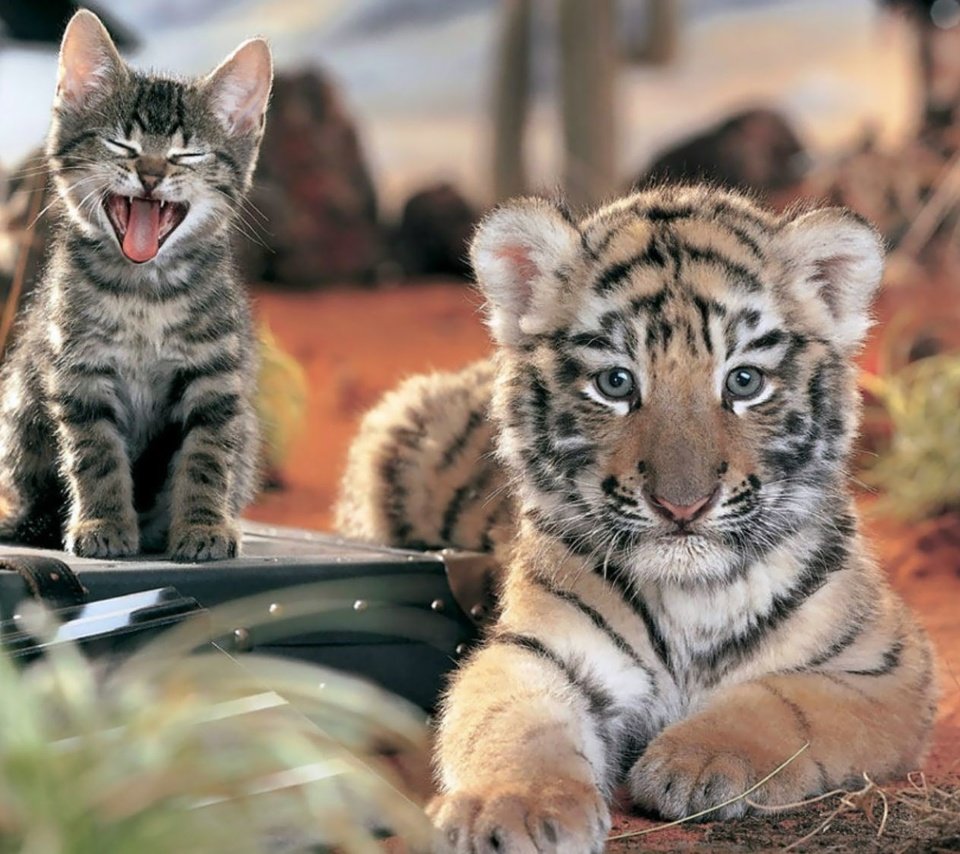 Обои тигр, кот, кошка, взгляд, котенок, тигренок, мордочки, tiger, cat, look, kitty, faces разрешение 2000x1125 Загрузить
