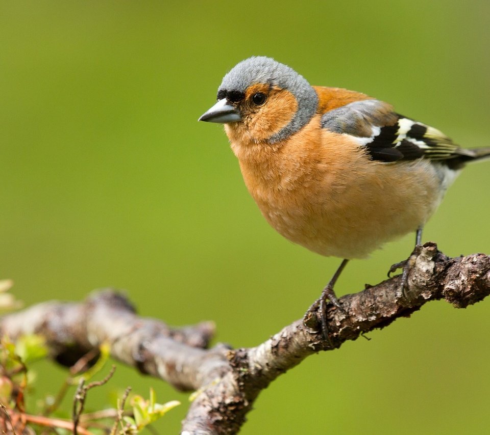 Обои ветка, природа, птицы, зяблик, branch, nature, birds, chaffinch разрешение 2048x1328 Загрузить