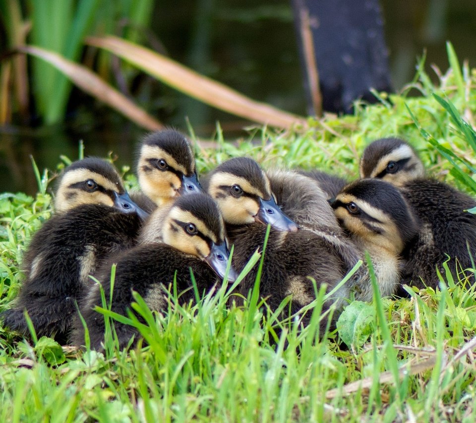 Обои трава, птицы, утята, утки, grass, birds, ducklings, duck разрешение 2048x1371 Загрузить