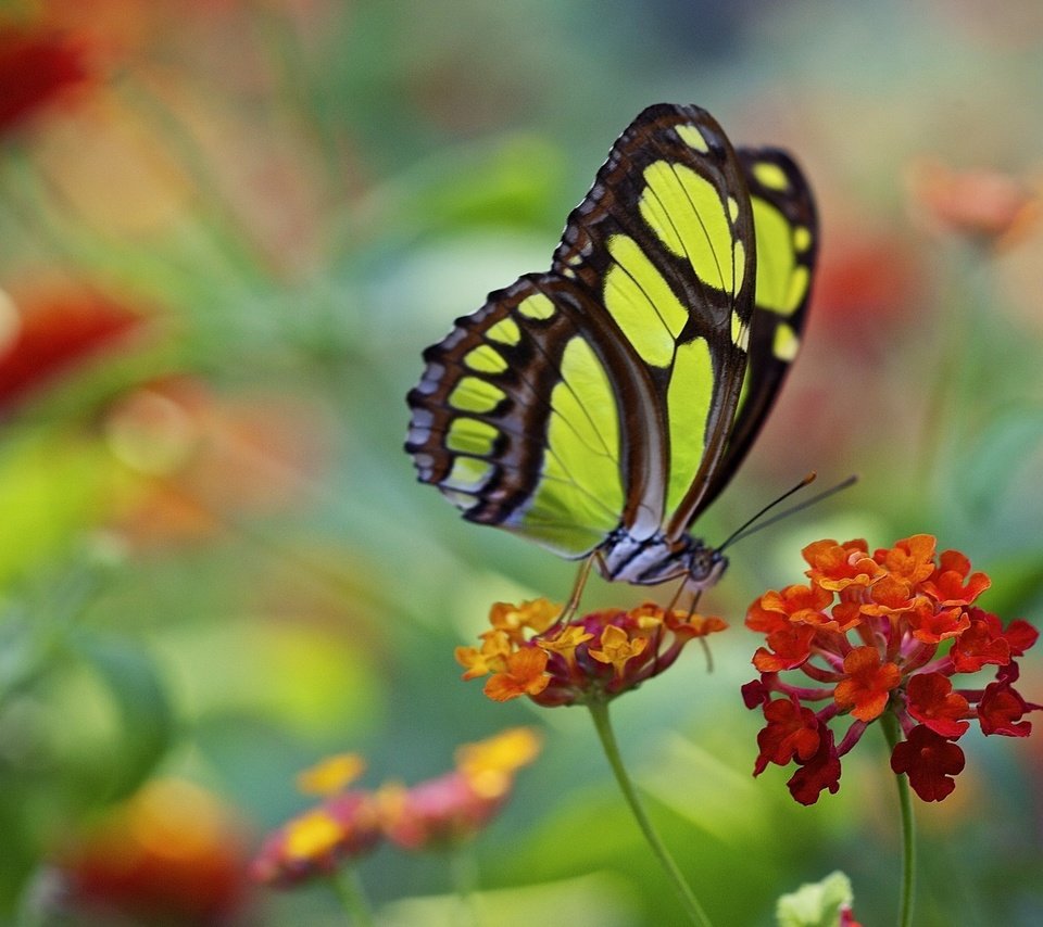 Обои макро, цветок, бабочка, крылья, насекомые, macro, flower, butterfly, wings, insects разрешение 2034x1386 Загрузить