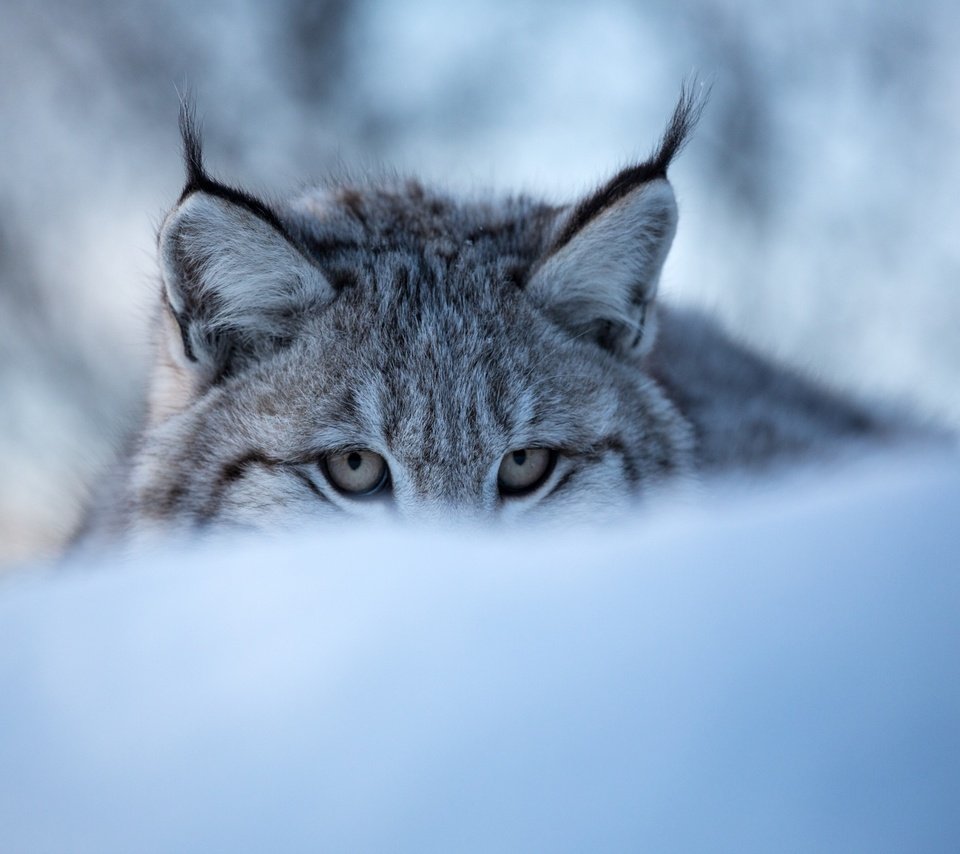 Обои глаза, морда, снег, зима, рысь, дикая кошка, eyes, face, snow, winter, lynx, wild cat разрешение 3600x2400 Загрузить