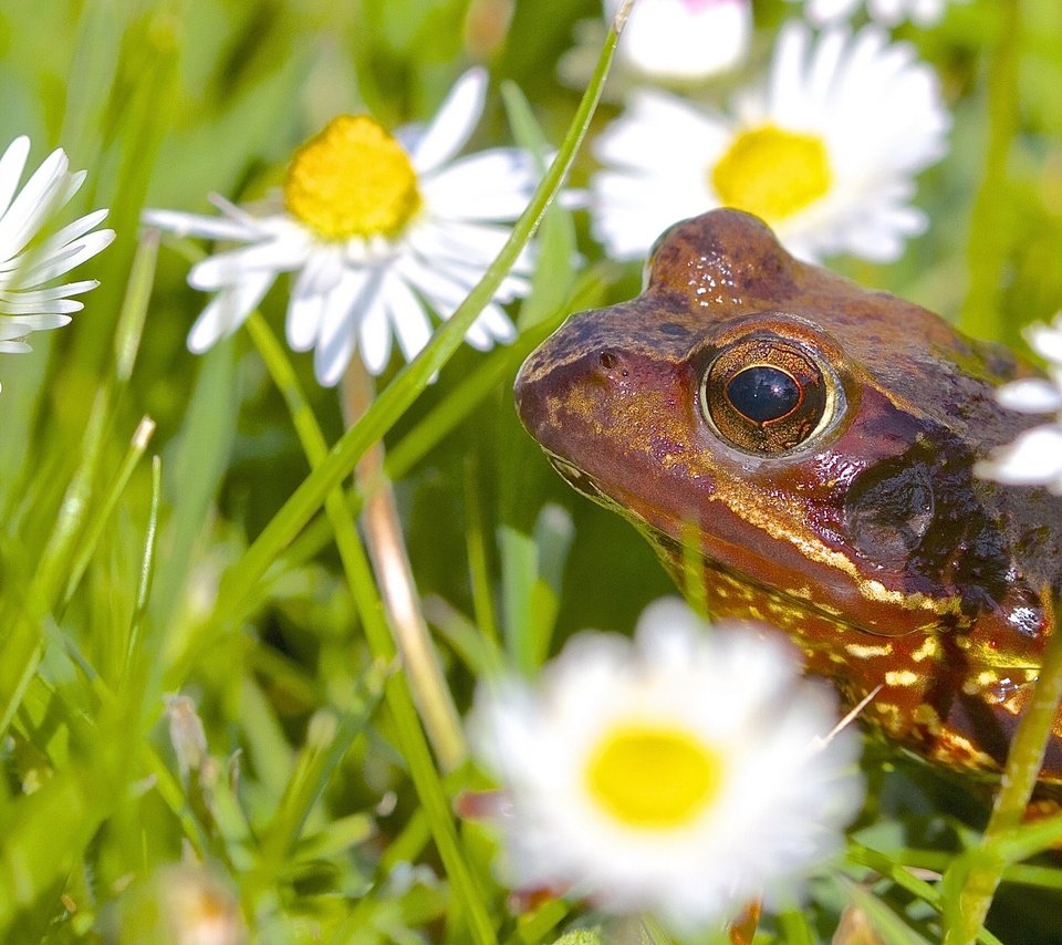 Обои цветы, животные, лягушка, ромашки, flowers, animals, frog, chamomile разрешение 2677x1600 Загрузить