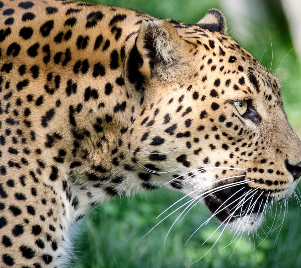 Обои хищник, профиль, большая кошка, ягуа́р, predator, profile, big cat, jaguar разрешение 2048x1351 Загрузить