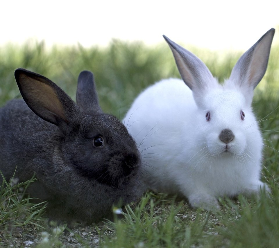 Обои трава, черный, белый, кролики, grass, black, white, rabbits разрешение 2048x1365 Загрузить