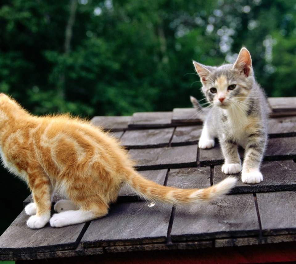 Обои кошки, крыша, котята, любопытство, cats, roof, kittens, curiosity разрешение 1920x1200 Загрузить