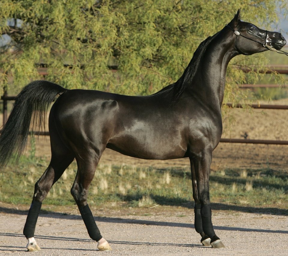 Обои лошадь, черный, конь, арабский жеребец, horse, black, arab stallion разрешение 2048x1431 Загрузить