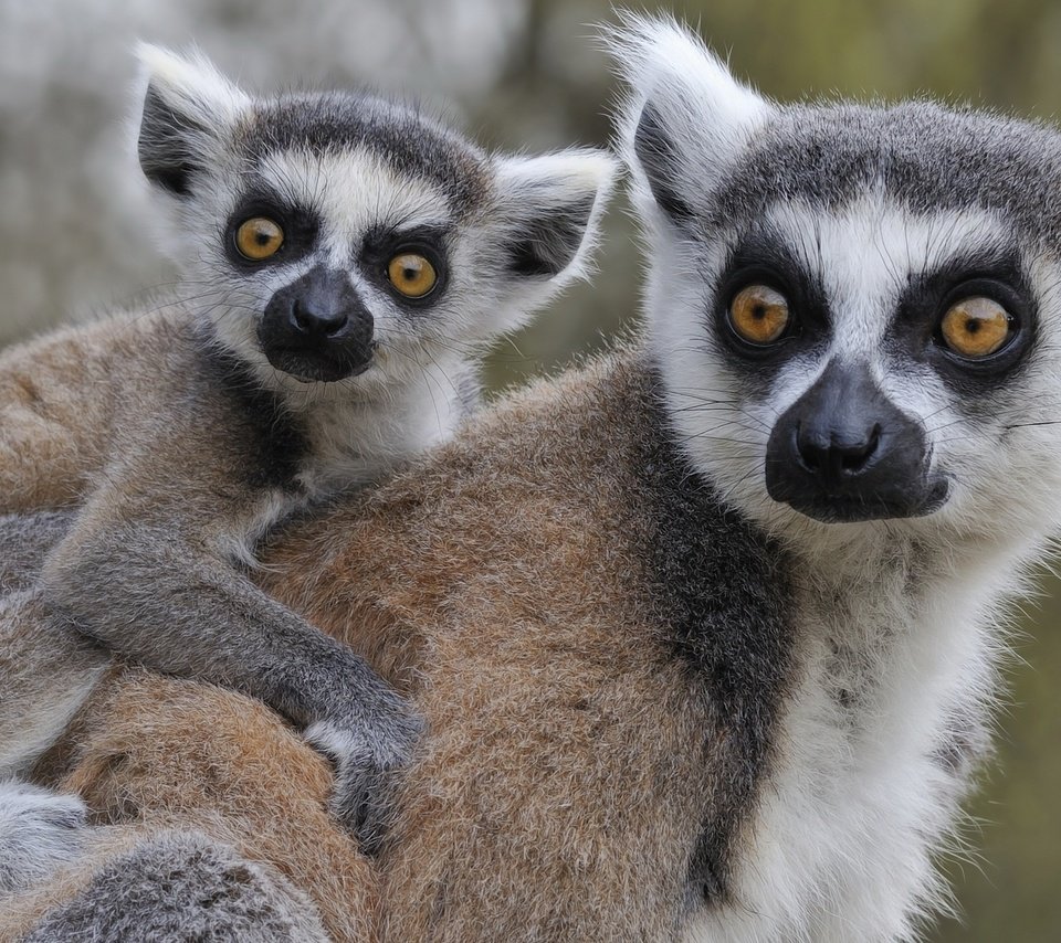 Обои животные, лемуры, детеныш, кошачий лемур, катта, ring-tailed lemur, animals, lemurs, cub, a ring-tailed lemur, katta разрешение 2560x1600 Загрузить