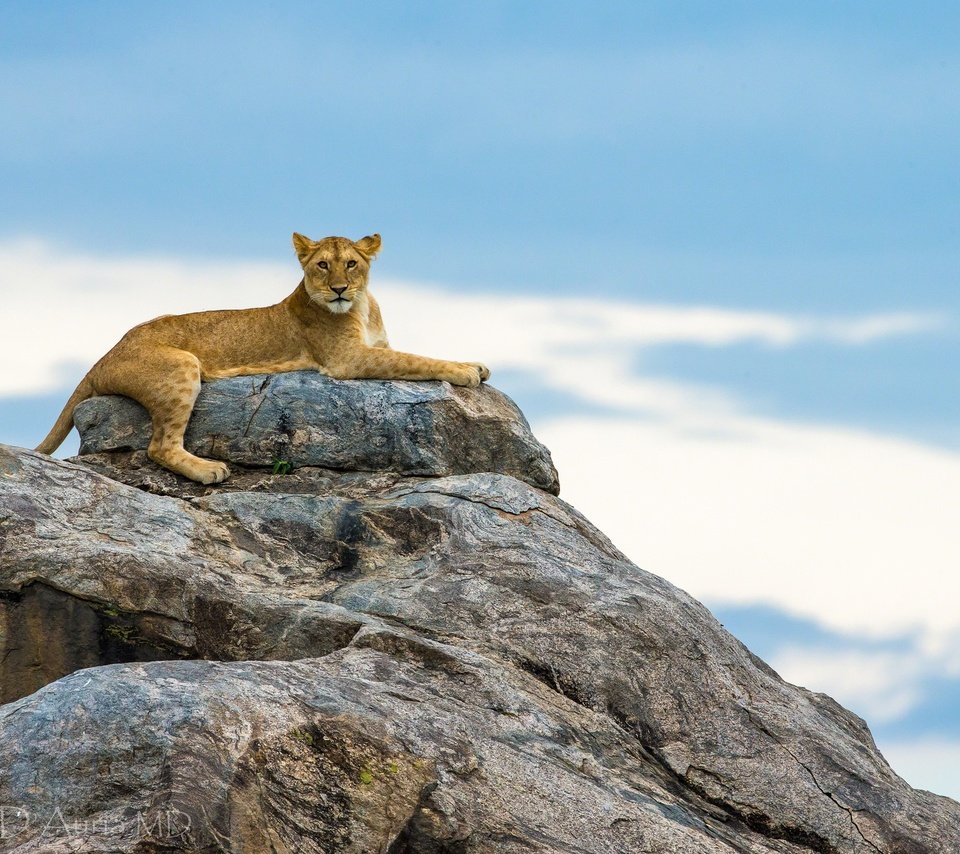 Обои небо, горы, природа, львы, львица, the sky, mountains, nature, lions, lioness разрешение 2048x1365 Загрузить