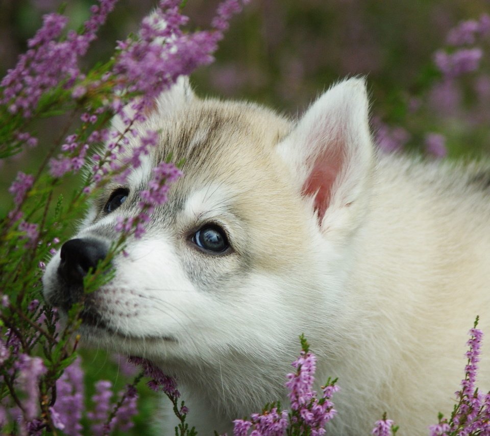 Обои цветы, собака, щенок, хаски, хаски морда, haski, flowers, dog, puppy, husky, husky muzzle разрешение 2560x1600 Загрузить