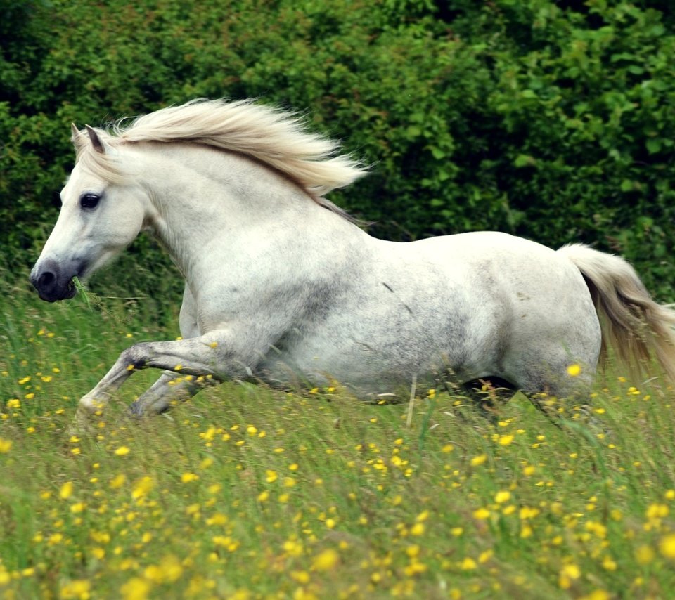 Обои цветы, лошадь, белый, луг, конь, грива, бег, flowers, horse, white, meadow, mane, running разрешение 2048x1287 Загрузить
