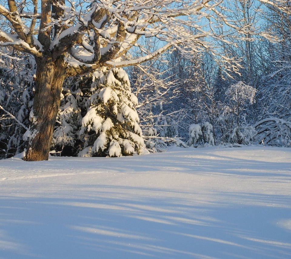 Обои деревья, снег, лес, зима, канада, trees, snow, forest, winter, canada разрешение 2560x1719 Загрузить