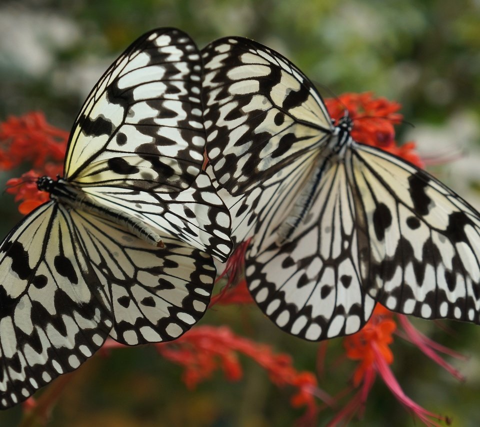 Обои цветок, крылья, насекомые, бабочки, две, flower, wings, insects, butterfly, two разрешение 2048x1384 Загрузить