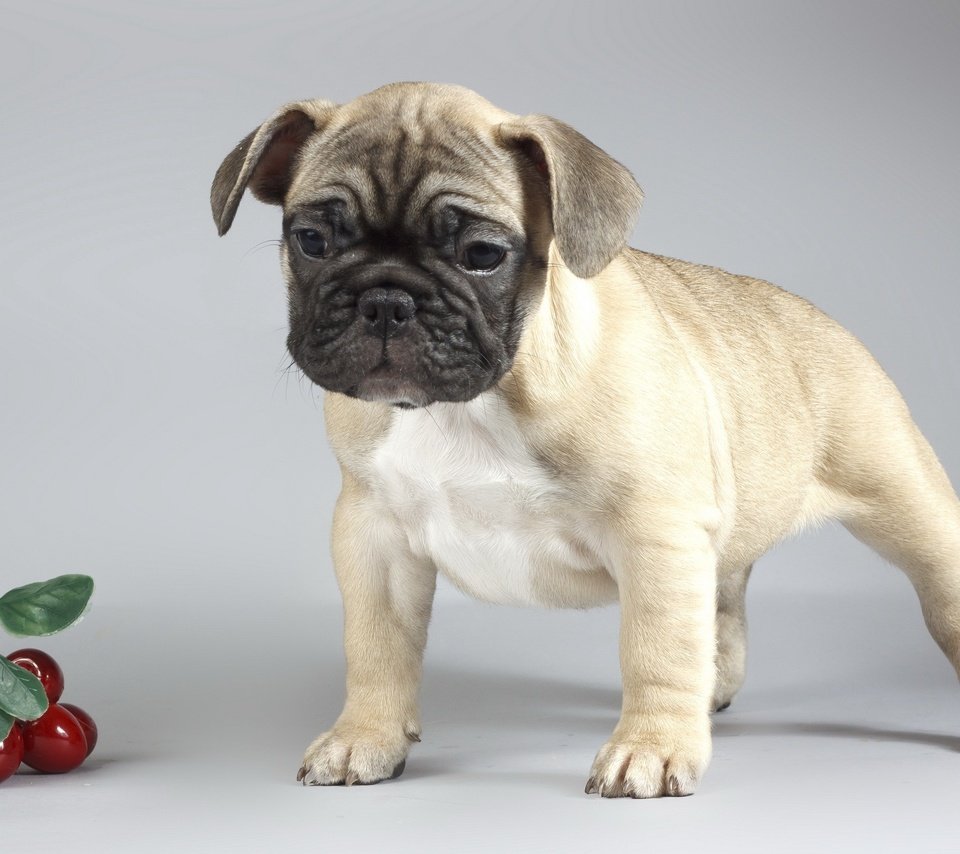 Обои фон, собака, щенок, вишни, мопс, background, dog, puppy, cherry, pug разрешение 2560x1600 Загрузить