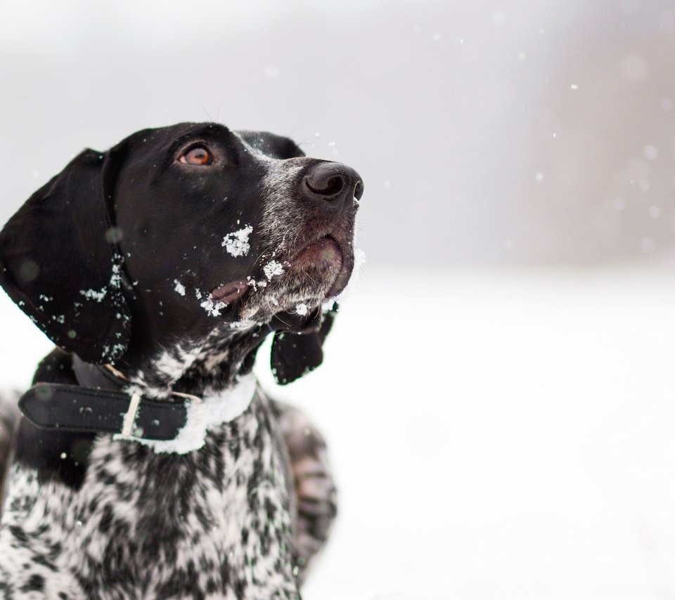 Обои снег, зима, собака, друг, ошейник, snow, winter, dog, each, collar разрешение 2560x1440 Загрузить