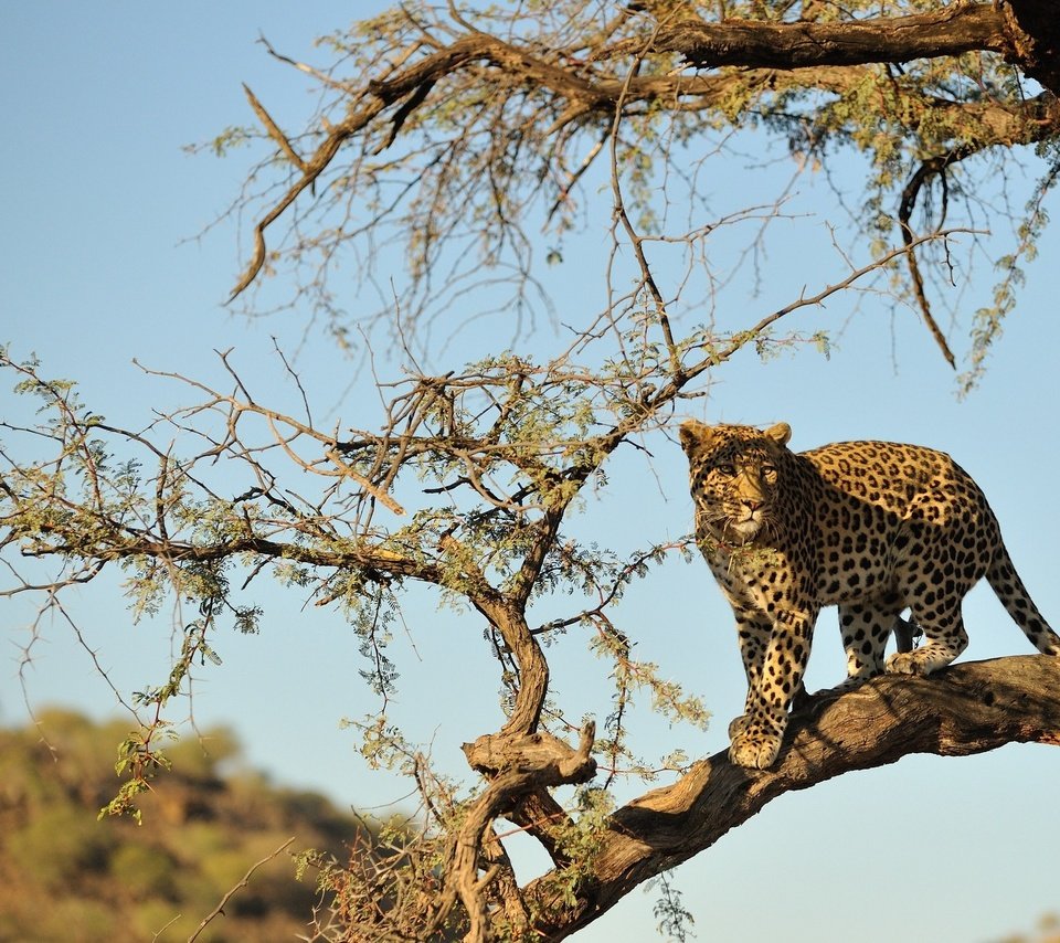 Обои дерево, пустыня, леопард, хищник, большая кошка, дикая природа, tree, desert, leopard, predator, big cat, wildlife разрешение 2048x1362 Загрузить