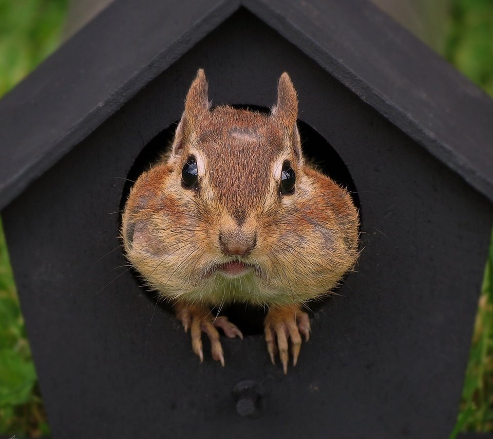 Обои домик, мордашка, зверек, скворечник, бурундук, грызун, house, face, animal, birdhouse, chipmunk, rodent разрешение 1920x1440 Загрузить