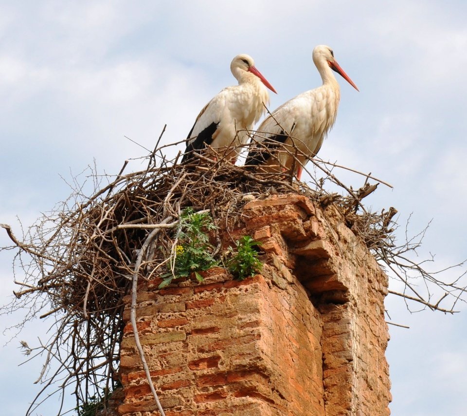 Обои небо, птицы, труба, гнездо, аисты, the sky, birds, pipe, socket, storks разрешение 1920x1440 Загрузить