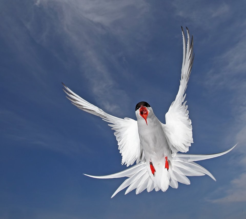 Обои полет, крылья, чайка, птица, перья, полярная крачка, flight, wings, seagull, bird, feathers, arctic tern разрешение 2048x1505 Загрузить