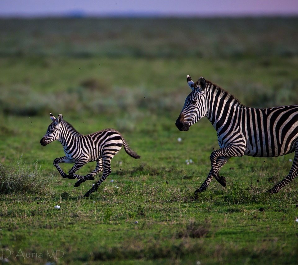 Обои трава, полоски, бег, зебры, grass, strips, running, zebra разрешение 2048x1366 Загрузить