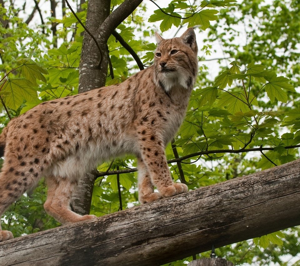 Обои лес, рысь, бревно, дикая кошка, forest, lynx, log, wild cat разрешение 2048x1328 Загрузить