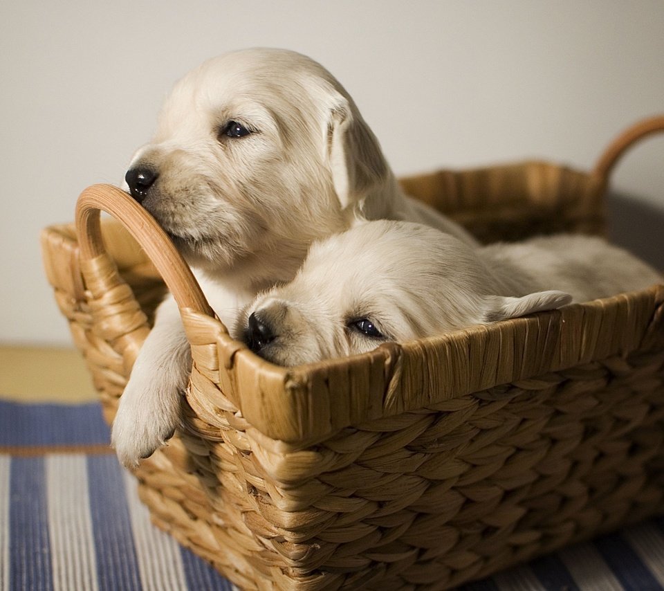 Обои щенки, малыши, лабрадор, корзинка, собаки, мордочки, puppies, kids, labrador, basket, dogs, faces разрешение 2200x1463 Загрузить