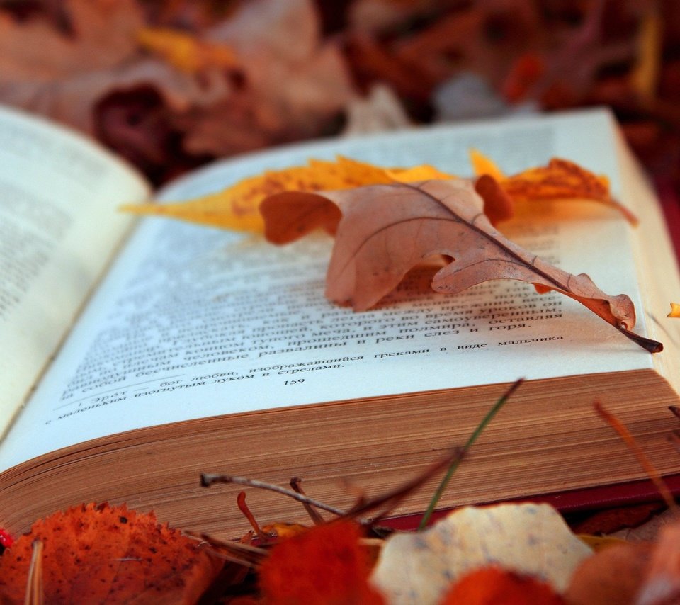 Обои листья, листва, осень, текст, книга, страницы, leaves, foliage, autumn, text, book, page разрешение 2048x1365 Загрузить