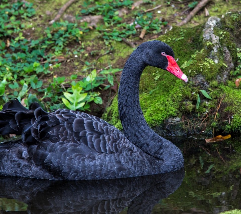 Обои вода, природа, черный, птицы, лебедь, water, nature, black, birds, swan разрешение 1960x1151 Загрузить