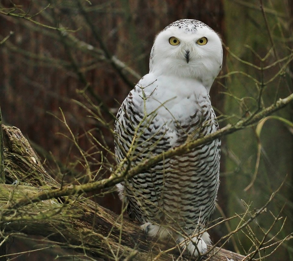 Обои сова, птицы, полярная сова, белая сова, ветки., owl, birds, snowy owl, white owl, branch. разрешение 1920x1440 Загрузить