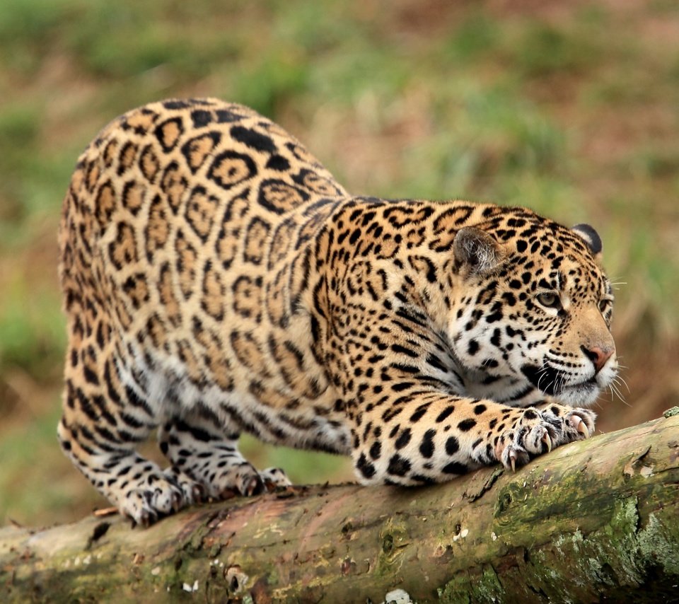 Обои хищник, ягуар, ствол, когти, дикая кошка, predator, jaguar, trunk, claws, wild cat разрешение 2600x1809 Загрузить