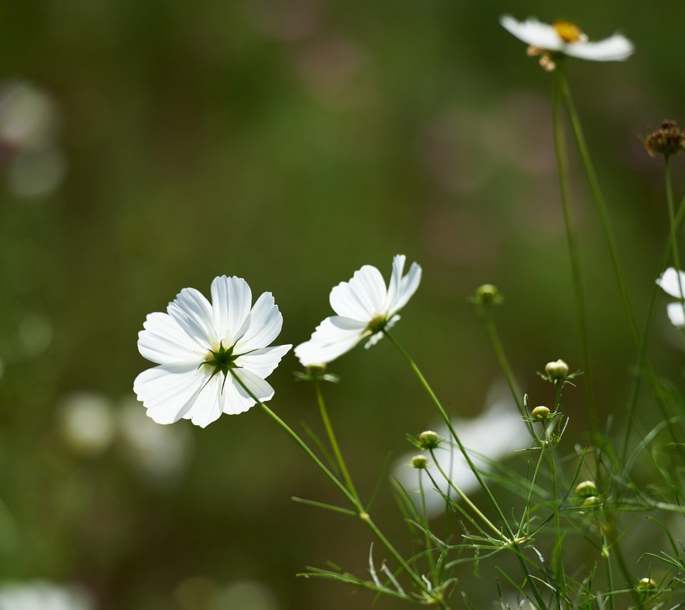 Обои цветы, зелень, поле, белая, космея, flowers, greens, field, white, kosmeya разрешение 1920x1200 Загрузить