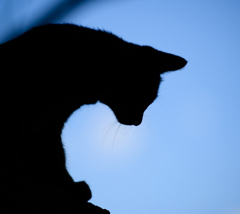 Обои вечер, фон, кот, силуэт, the evening, background, cat, silhouette разрешение 1920x1200 Загрузить