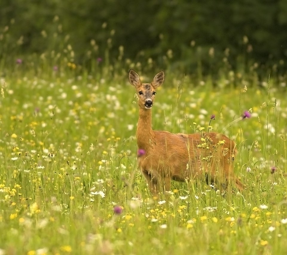 Обои трава, природа, животные, косуля, grass, nature, animals, roe разрешение 3198x2166 Загрузить