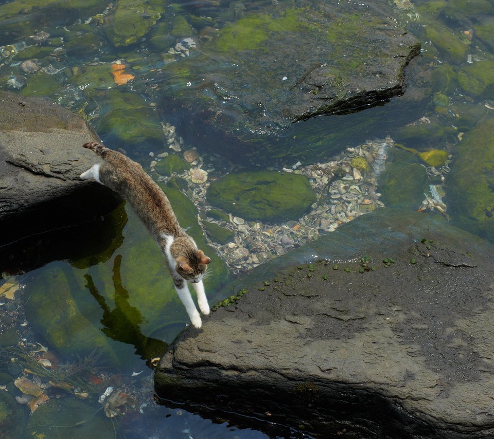 Обои вода, камни, кот, кошка, прыжок, мель, водоросли, water, stones, cat, jump, stranded, algae разрешение 1920x1200 Загрузить