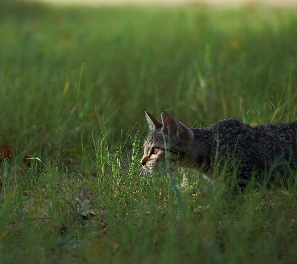 Обои трава, кот, кошка, охота, grass, cat, hunting разрешение 1920x1200 Загрузить