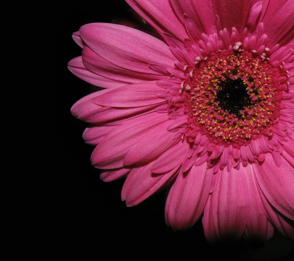 Обои тень, крупный план, гербера, shadow, close-up, gerbera разрешение 2560x1600 Загрузить