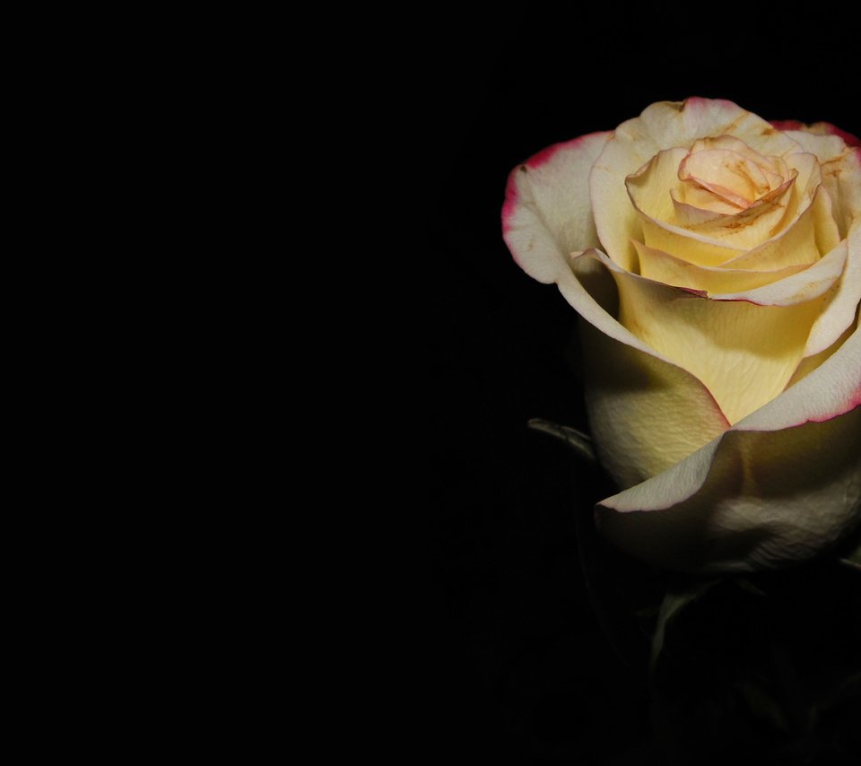 Обои роза, подарок, нежные лепестки, rose, gift, delicate petals разрешение 2560x1600 Загрузить