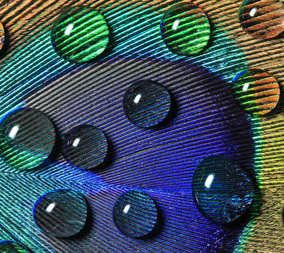 Обои вода, макро, капли, узоры, перо, павлина, water, macro, drops, patterns, pen, peacock разрешение 2560x1600 Загрузить