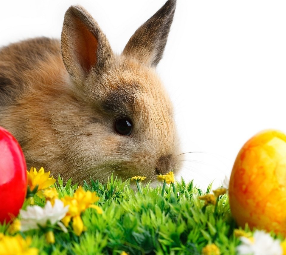 Обои кролик и пасхальные яйца, rabbit and easter eggs разрешение 2560x1440 Загрузить