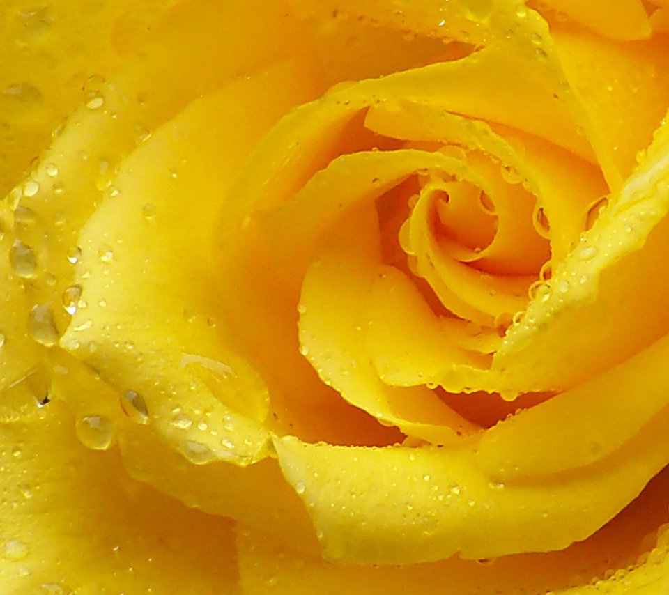 Обои макро, капли, роза, лепестки, желтая роза, macro, drops, rose, petals, yellow rose разрешение 1920x1080 Загрузить