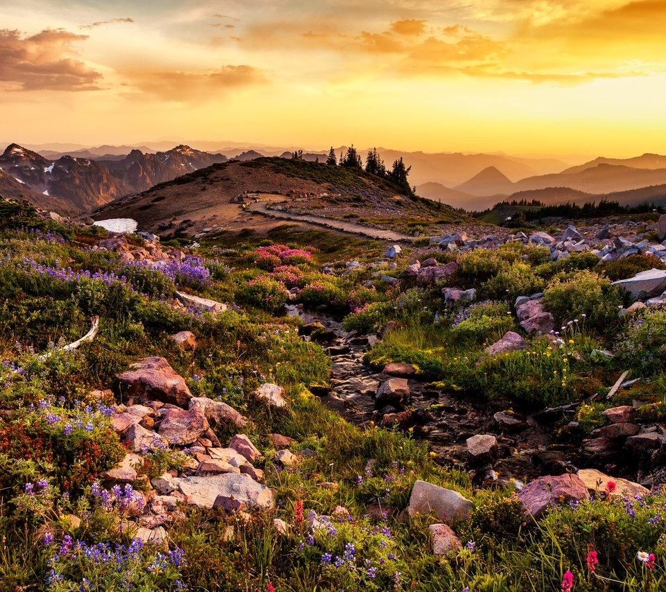 Обои цветы, горы, камни, закат, пейзаж, вашингтон, flowers, mountains, stones, sunset, landscape, washington разрешение 1920x1080 Загрузить