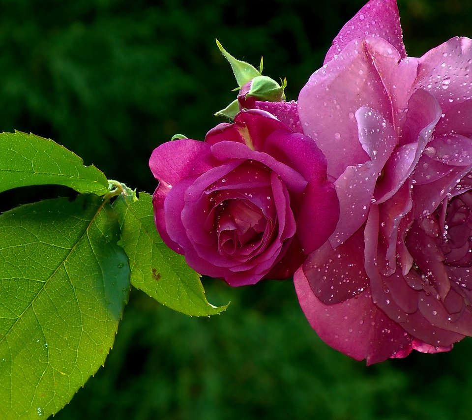 Обои листья, роса, капли, розы, лепестки, leaves, rosa, drops, roses, petals разрешение 1920x1200 Загрузить