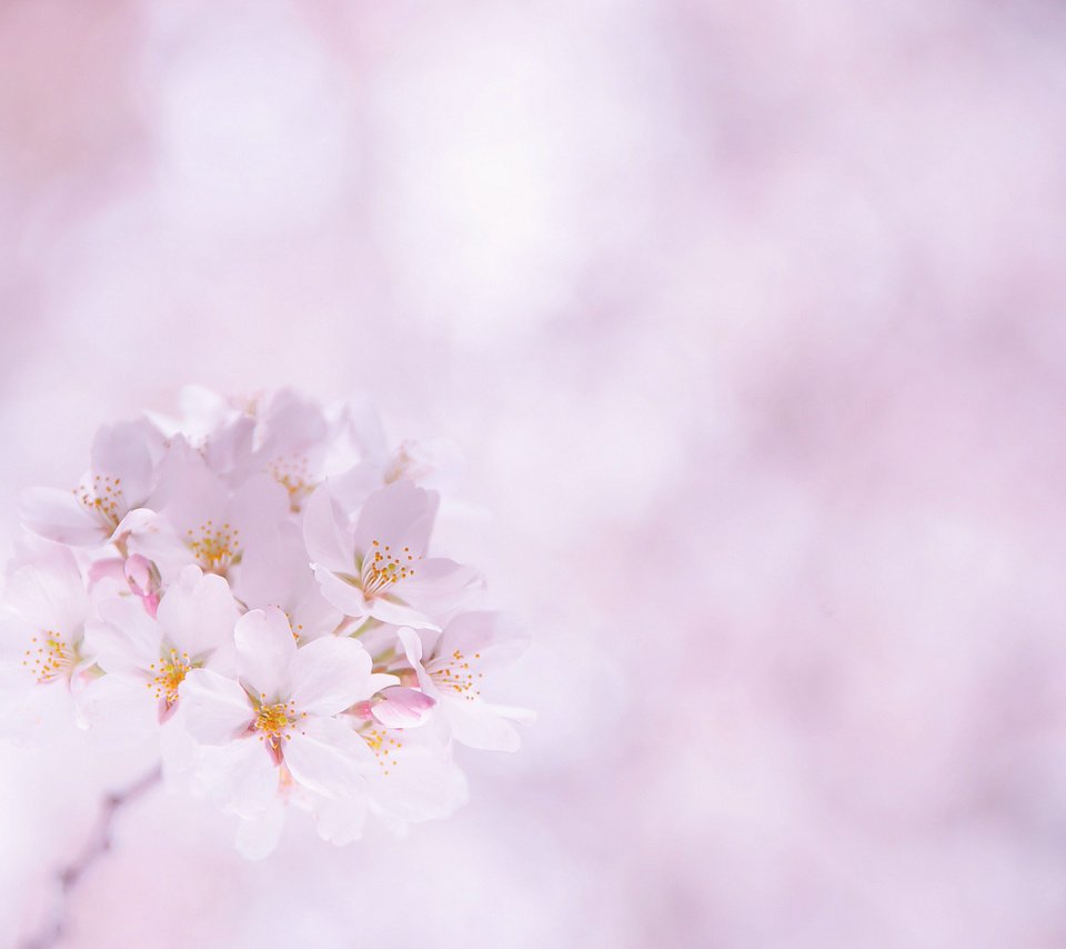 Обои цветы, лепестки, веточка, розовые, вишня, сакура, белые, flowers, petals, sprig, pink, cherry, sakura, white разрешение 1920x1200 Загрузить