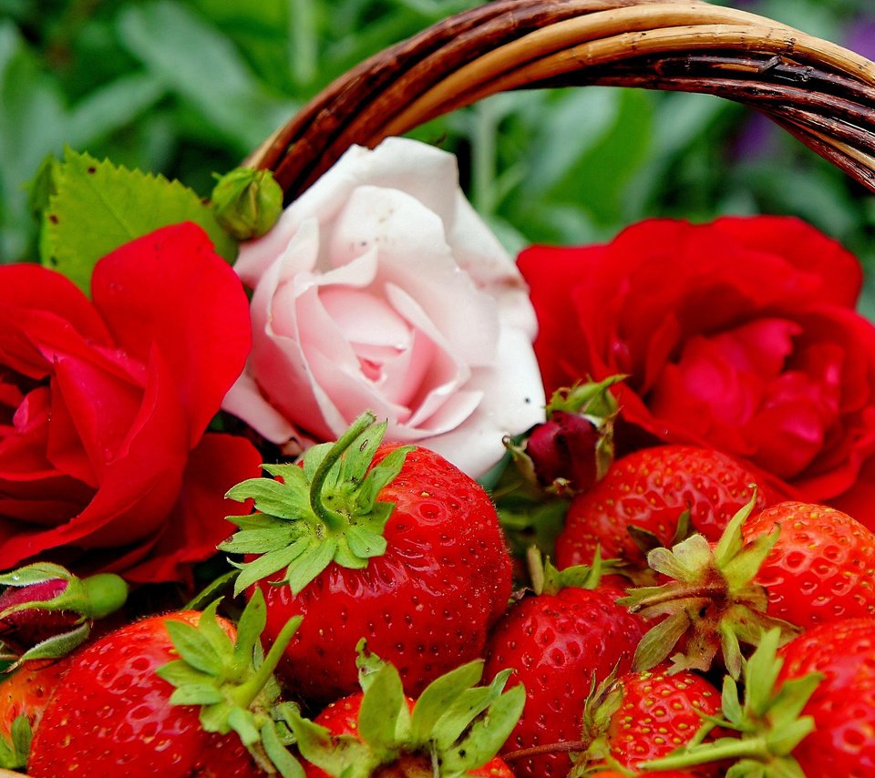 Обои цветы, бутоны, розы, клубника, ягоды, корзинка, flowers, buds, roses, strawberry, berries, basket разрешение 2560x1703 Загрузить