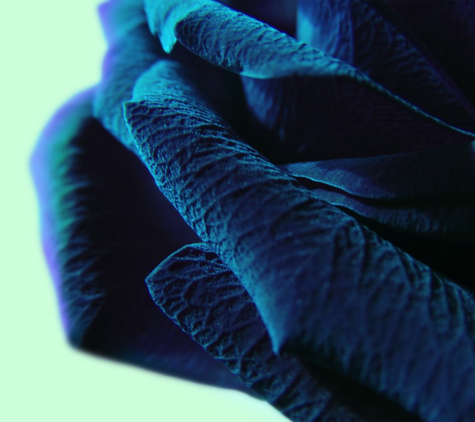 Обои макро, синий цвет, крупные лепестки, macro, blue color, large petals разрешение 2560x1600 Загрузить