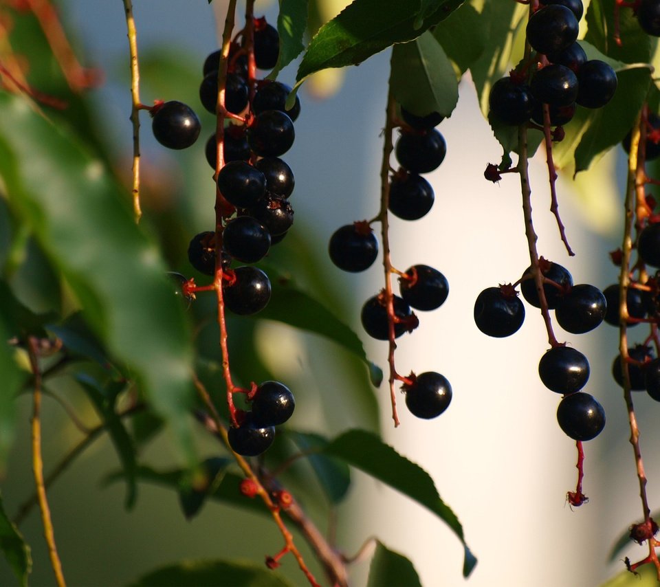 Обои листья, ветки, ягоды, черемуха, грозди, leaves, branches, berries, cherry, bunches разрешение 2560x1600 Загрузить