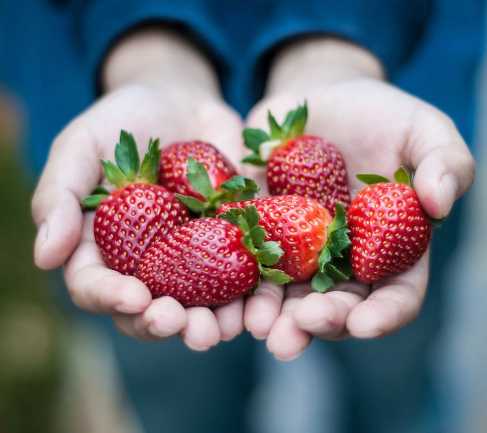 Обои красная, клубника, ягоды, руки, ладони, red, strawberry, berries, hands, palm разрешение 2048x1360 Загрузить