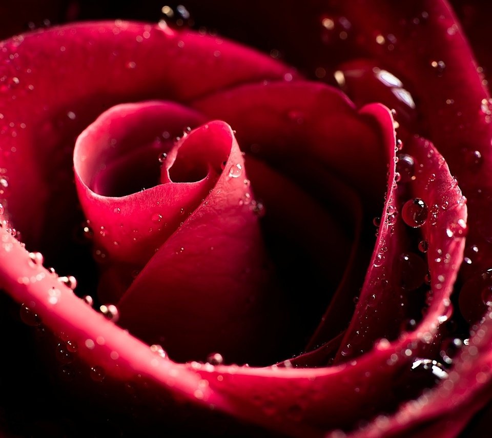Обои макро, цветок, капли, роза, лепестки, бутон, бордовые, macro, flower, drops, rose, petals, bud, burgundy разрешение 1920x1200 Загрузить