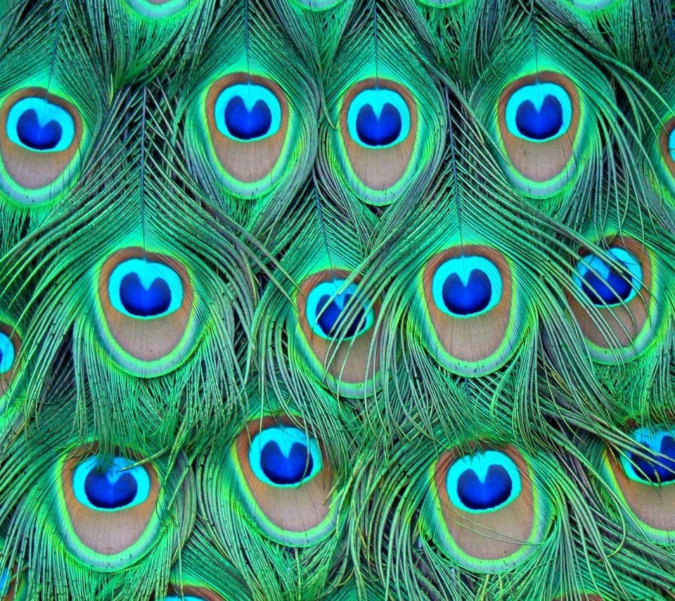 Обои перья, цветные, павлина, feathers, colored, peacock разрешение 1920x1080 Загрузить